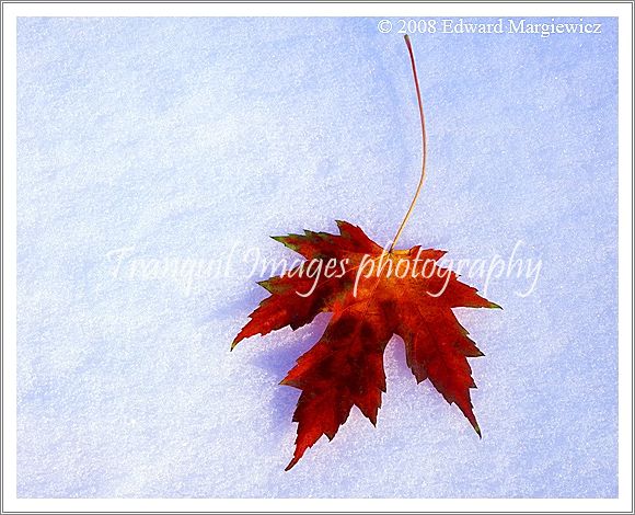 450499---A red leaf contrasts on white snow